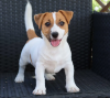 Jack Russell Terrier
