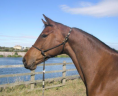 Hackney Horse