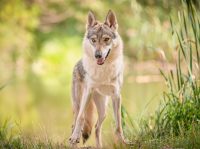 Czech Wolf