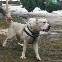 Central Asian Shepherd