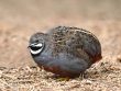 Button Quail