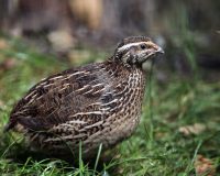 Quail