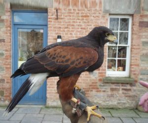 Harris Hawk