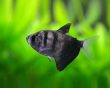 Black Widow Tetra