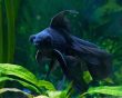 Black Moor Telescope Fish