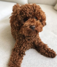 Red Toy Poodle