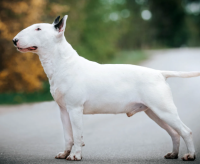 Bull Terrier