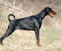 Doberman