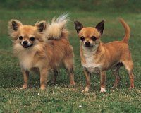 Chihuahua