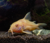 Corydoras