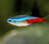 Neon Fish