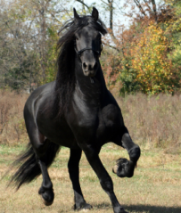 Is the Friesian the most beautiful Horse Breed?