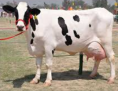 Amazing Cows