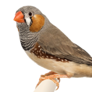 Zebra Finch