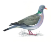 The UK’s fascinating wildlife: Wood Pigeon, Columba palumbus