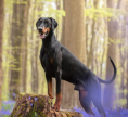 Something most people don’t know about Dobermans