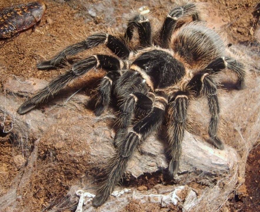 Should I get a Lasiodora Parahybana?