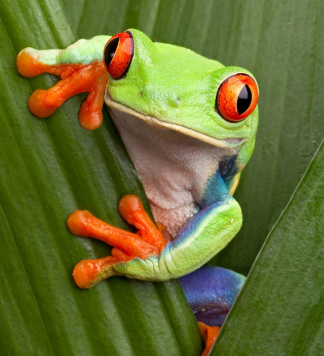 How can I know if I am ready to get a red-eyed tree frog