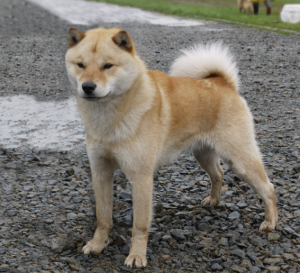Hokkaido Inu