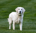 Miniature Golden