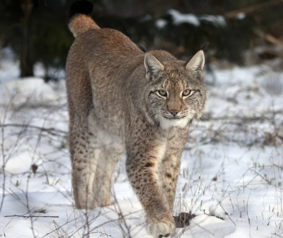 2 Lynx captured in the UK in January 2025