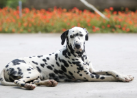 Why are Dalmatians considered most beautiful Dogs?